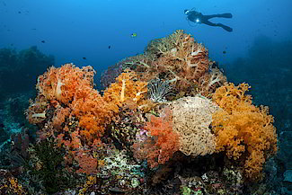 Diving Bangka Island | North Sulawesi | Sea Souls Dive Resort